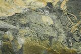 Fossil Seed Fern (Alethopteris) Plate - Pennsylvania #377480-1
